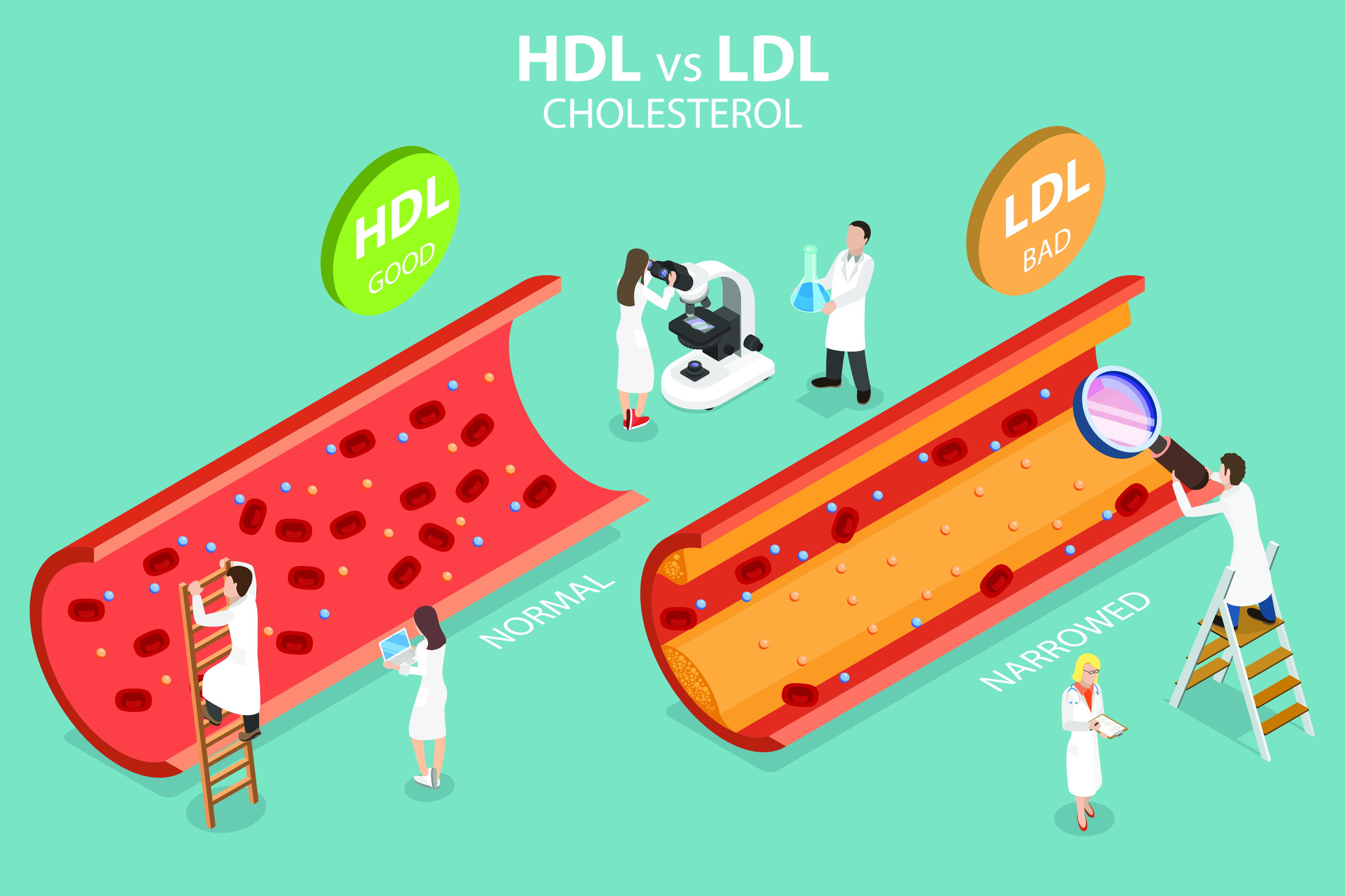 3D Isometric Flat Vector Conceptual Illustration of HDL Vs. LDL Cholesterol.